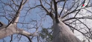 le baobab hors norme